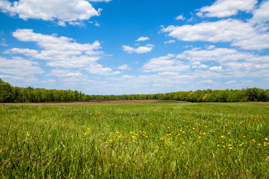 Open Green Field Wih Yellow Flowers