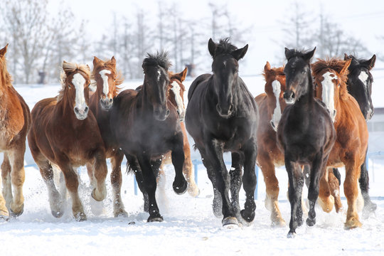 馬の集団