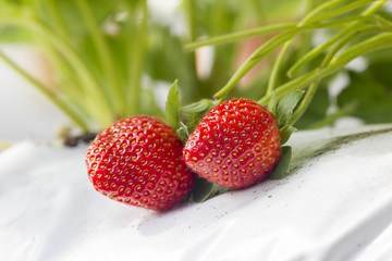 growth strawberry