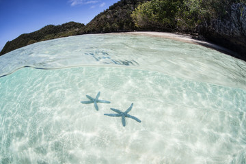 Pair of Starfish in Tropical Scenery