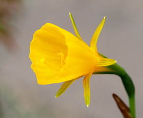 ナルキッスス・ブルボコディウム