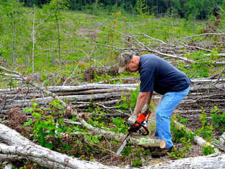 Man sawing a tree limb into firewood