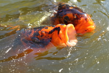 Close up of orange koi fish feeding