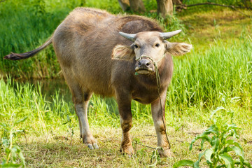 Naklejka na ściany i meble water buffalo in the country farm