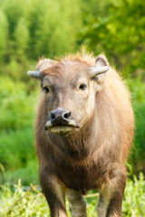 Fototapeta premium water buffalo in the country farm