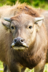 Fototapeta premium Lovely small water buffalo close up
