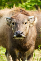 Fototapeta premium Lovely small water buffalo close up