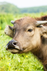 Lovely small  water buffalo close up