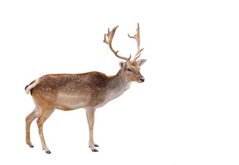 Naklejka na ściany i meble Reindeer – Deer in the woods isolated on white background