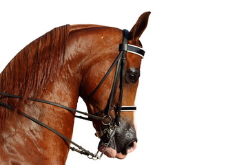 Arabian Horse – Close up of a Arabian horse isolated on white background