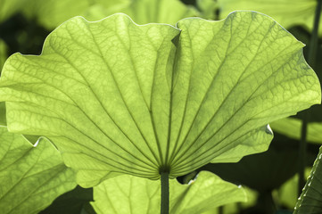 Lotus leaf