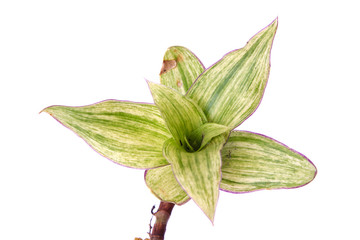 Green plant on white background