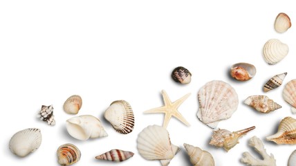 Shell, Beach, Sand.