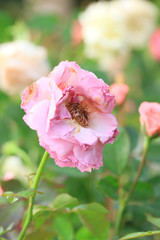 Fototapeta premium Vintage roses