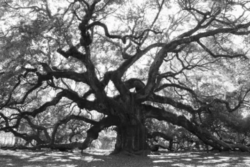 Papier Peint photo Arbres Angle Oak Tree –  Majestic live oak angle tree in black and white