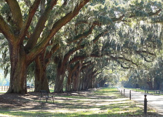 Plantation Driveway - live oak trees and Spanish moss in the deep south
