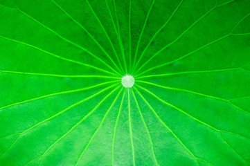 Pattern of the lotus leaf