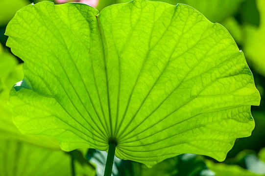 Green leaves of lotus