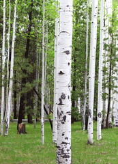 Obraz premium Colorado Aspen Trees 
