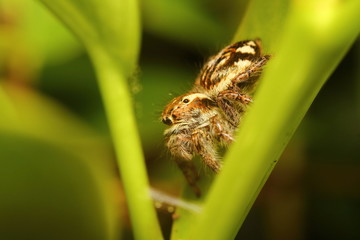 Small bug and insect in green gaeden