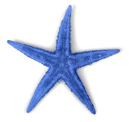 Star, fish, starfish.