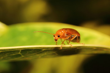 Small bug and insect in green gaeden