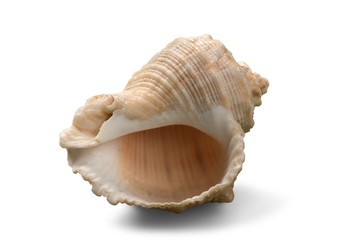 Shell, Conch Shell, Queen Conch.