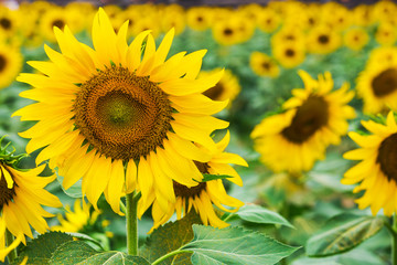 Obraz premium Blooming field of a sunflowers