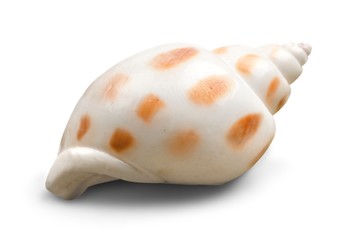 Naklejka premium Animal, aquatic, arrangement.