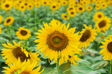 Naklejka premium Blooming field of a sunflowers