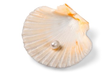 Shell, Starfish, Clam.