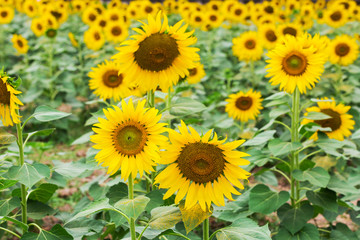 Fototapeta premium Blooming field of a sunflowers