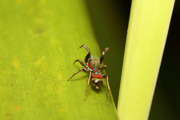 Small spider