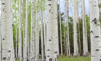 Aspen Trees near Colorado in autumn