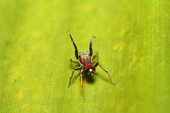 Jumping spider in garden Thailand