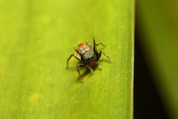 Jumping spider in garden Thailand