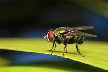 Small Fly on the green leaf