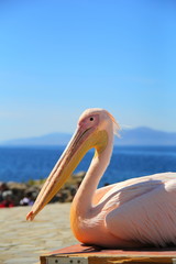 ミコノスのペリカン