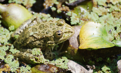 Big frog sitting in the marsh