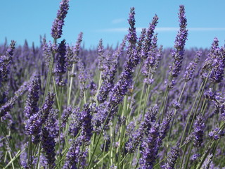 lavande