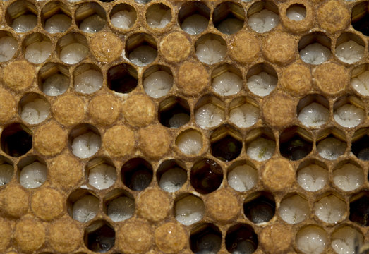 Larvae and cocoons of bees