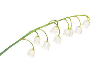 Lily of the Valley - Convallaria Majalis