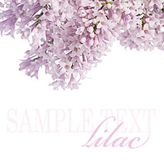 The flower lilac a wooden background