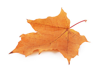 Autumn maple leaves isolated on white