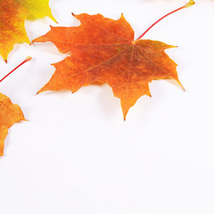 Autumn maple leaves isolated on white