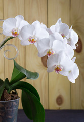 White orchid in pot