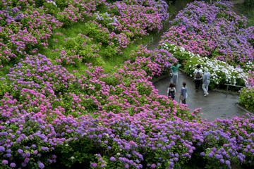 あじさいの里、愛知県、蒲郡市