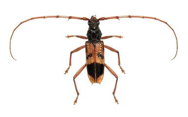 Eucalyptus long-horned beetle isolated on a white background