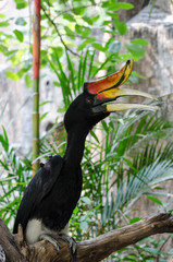 Rhinoceros Hornbill perched on a branch