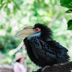 Portrait of wreathed hornbill bird